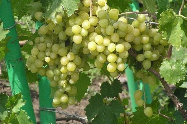 Вино chardonnay (шардоне ) – что это за сорт винограда, его полное описание с характеристиками