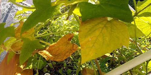 Что делать, если у огурцов желтеют листья: проверенные методы