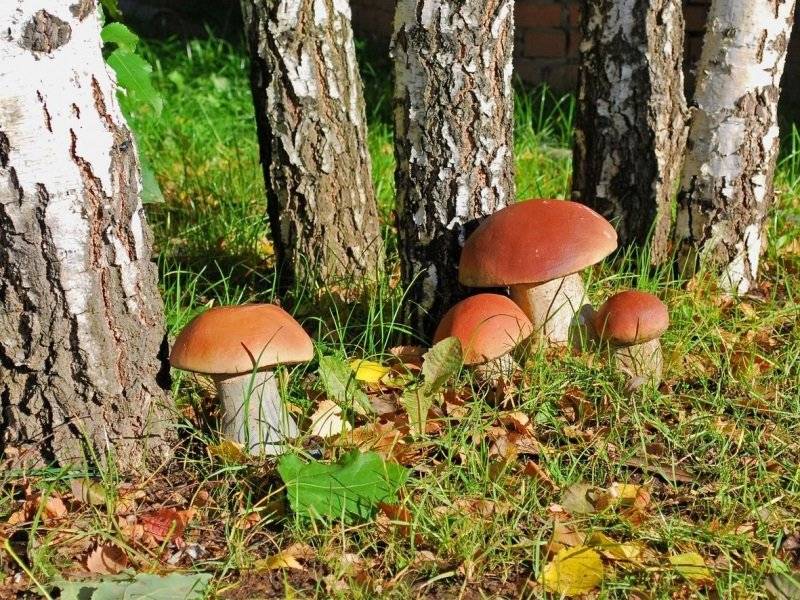 Выращивание белых грибов в домашних условиях: как вырастить дома и как выращивать круглый год на подоконнике, ферма по разведению и размножению