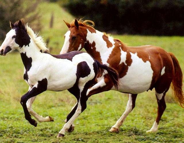 Американский пейнтхорс: история, описание, характер | мои лошадки