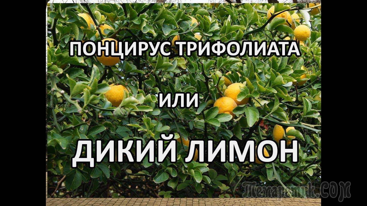 Дикий лимон понцирус — что это, чем полезен, как употреблять в пищу, что можно с ним приготовить? как вырастить дикий лимон понцирус в средней полосе россии?