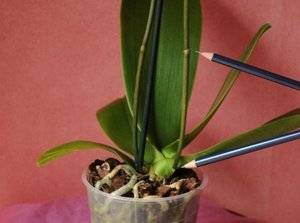 Как отличить корень от цветоноса у орхидеи? 5 фото как правильно определить? особенности стрелок и воздушных корней