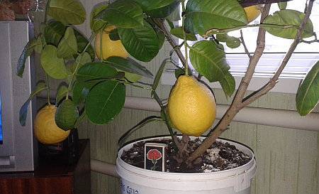 Как размножать лимон черенками в домашних условиях