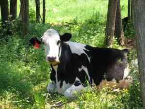 Витамины корове после отела: нужны ли они и в каких количествах ао "витасоль"