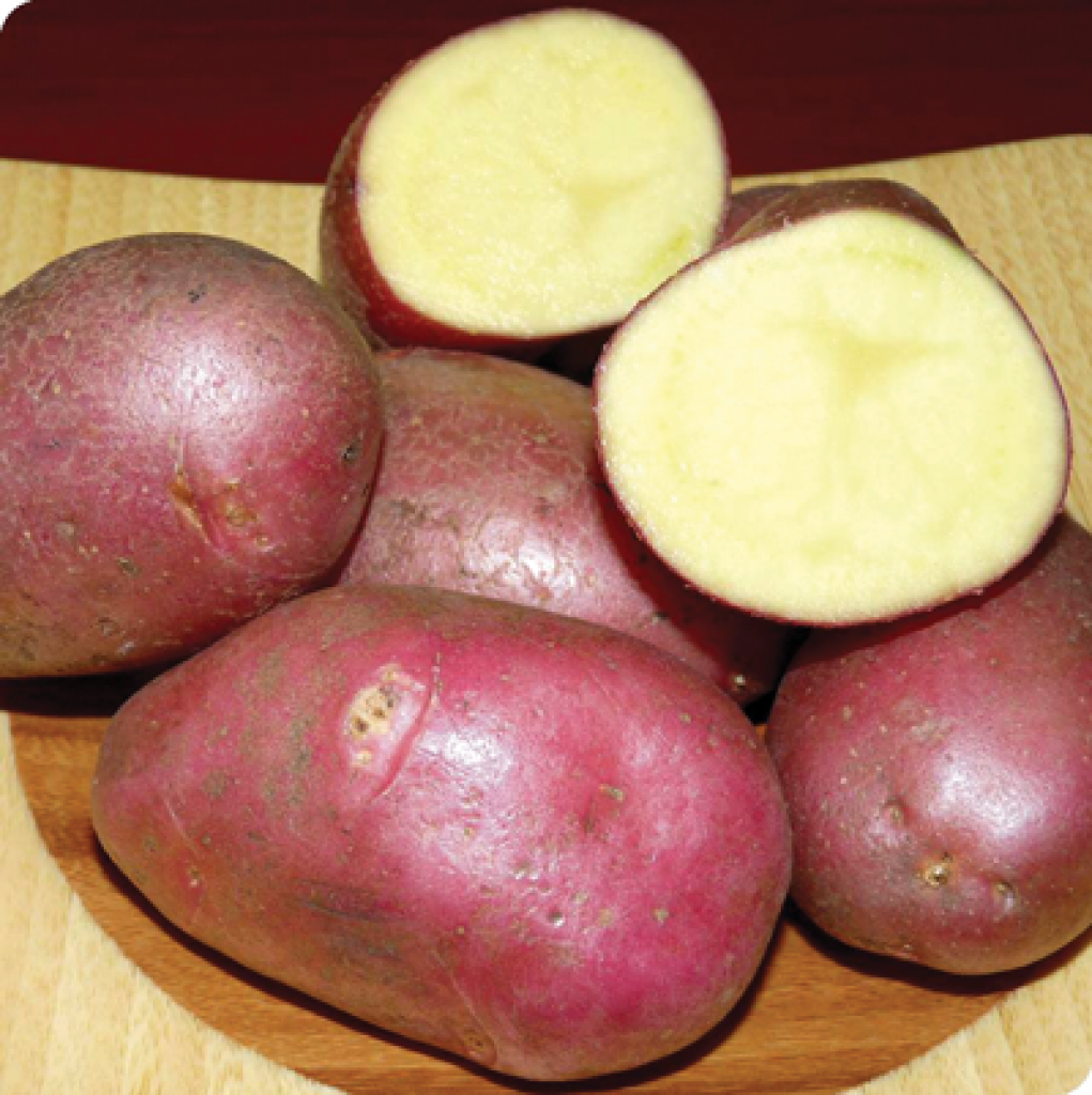 Описание картофеля ассоль - мыдачники