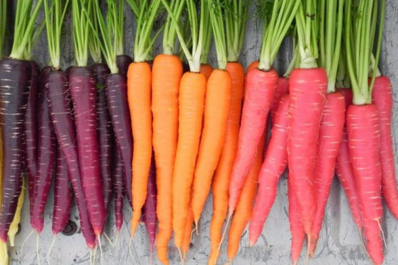 Фиолетовая морковь: описание, полезные свойства, применение, фото