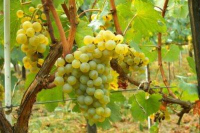 Виноград солярис: описание сорта, фото и отзывы садоводов