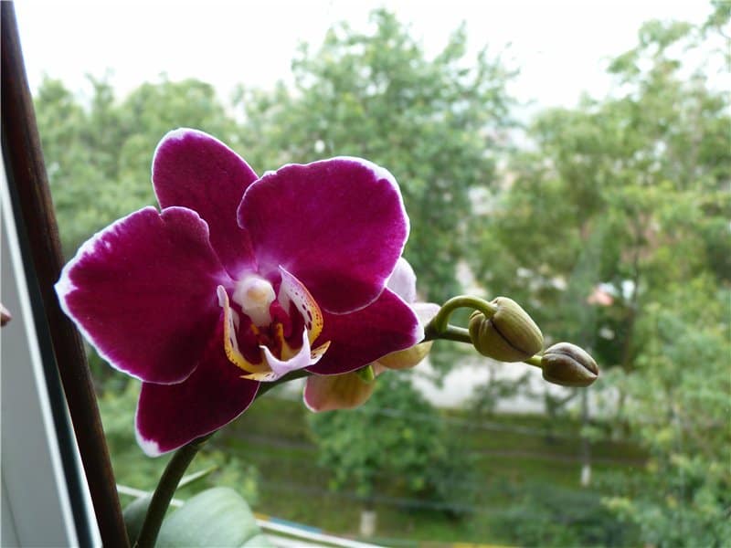 Цветок черная орхидея: правила выращивания