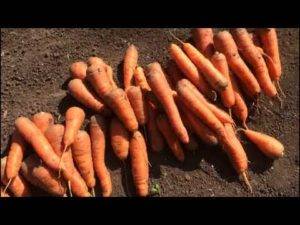 Когда выкапывать морковь с грядки осенью и как ее хранить