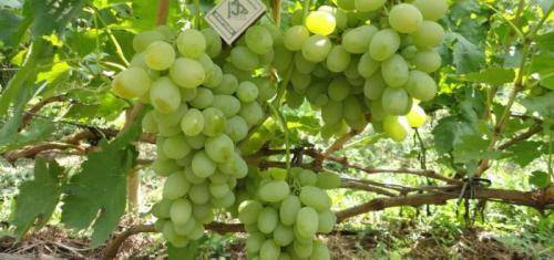 Сорт винограда «молдова»