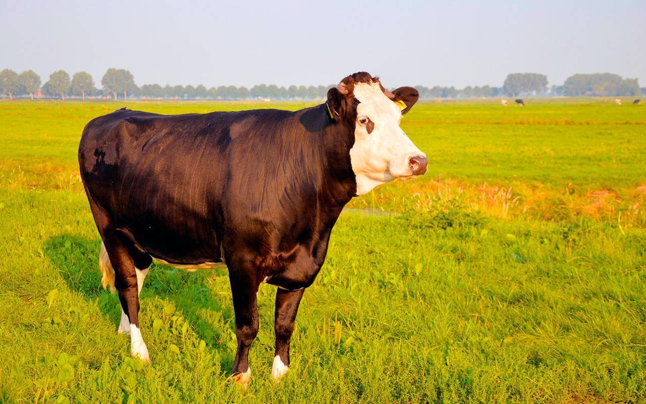 Костромская порода коров характеристика фото отзывы - скороспел