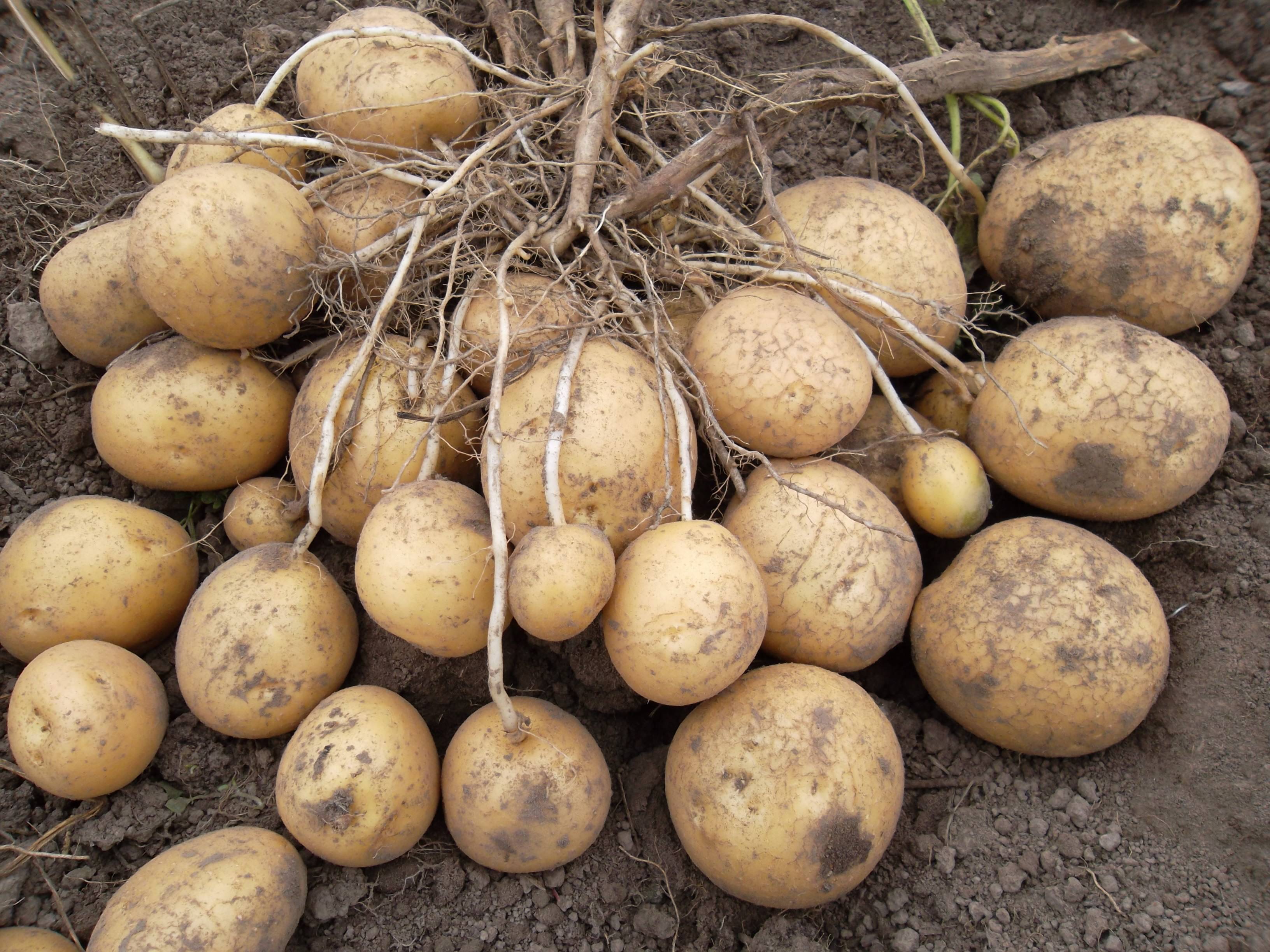 Сорт картошки Коломбо