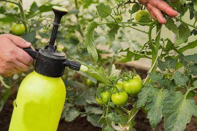 Как подкармливать томаты нашатырным спиртом: рецепты подкормок, правила полива и опрыскивания