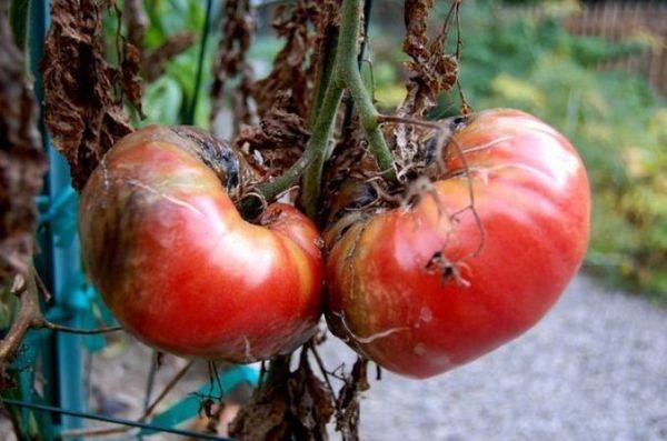 Борьба с фитофторой на помидорах в теплице: как бороться, устойчивые сорта томатов, чем обработать и профилактика