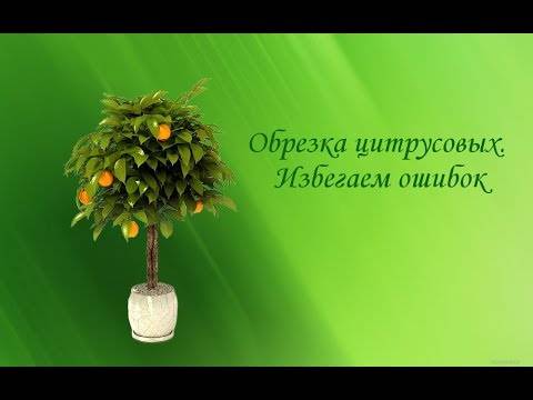 Лимонное дерево: уход в домашних условиях, полив, подкормка и обрезка растения