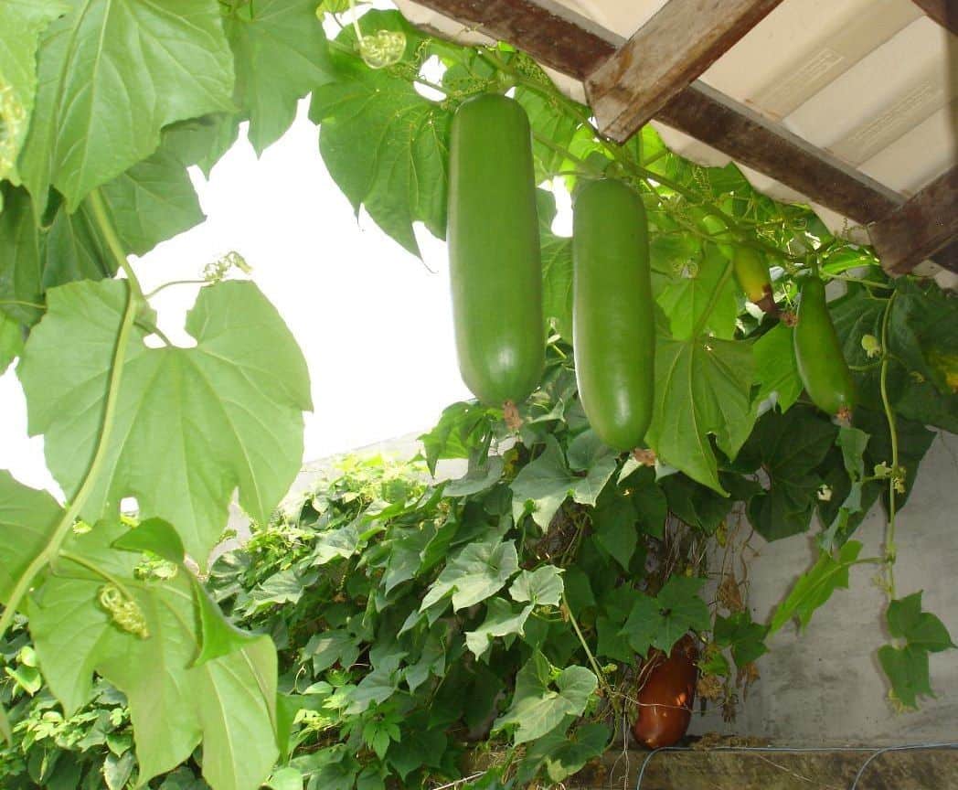 Брахикома: выращивание из семян, посадка и уход в открытом грунте
