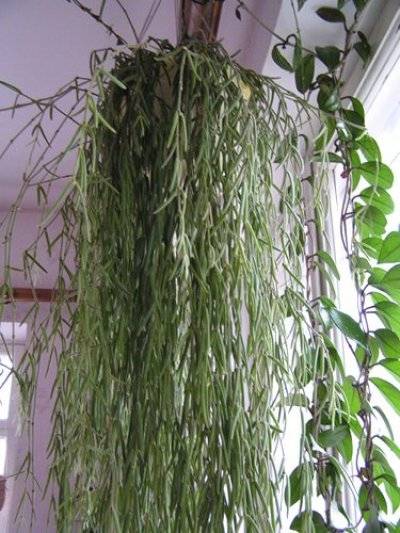 Необычная хойя ретуза: правила выращивания и фото редкого растения