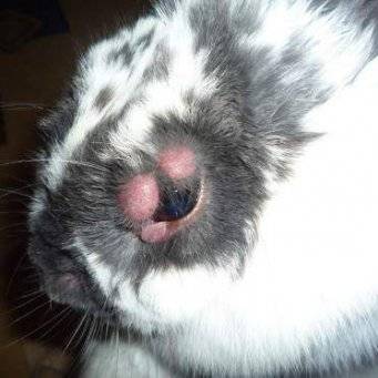 Болезни глаз у кроликов: как лечить, фото, описание
