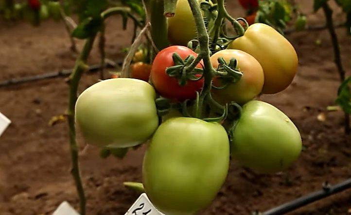 Универсальный сорт для всех регионов — томат «столыпин»: описание, фото, отзывы.