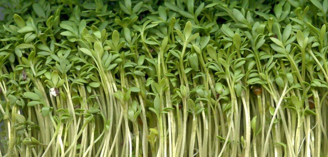 Как вырастить дома листовой салат. секреты и хитрости