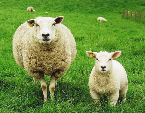 Как помочь овце во время родов