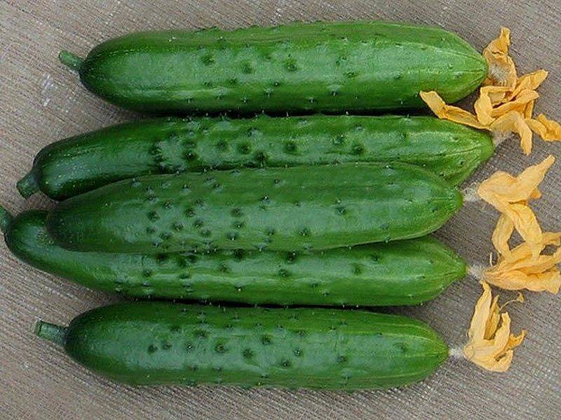 Огурец "зозуля": характеристика, описание и выращивание сорта