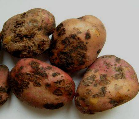 Парша картофеля: виды, признаки, эффективные меры борьбы