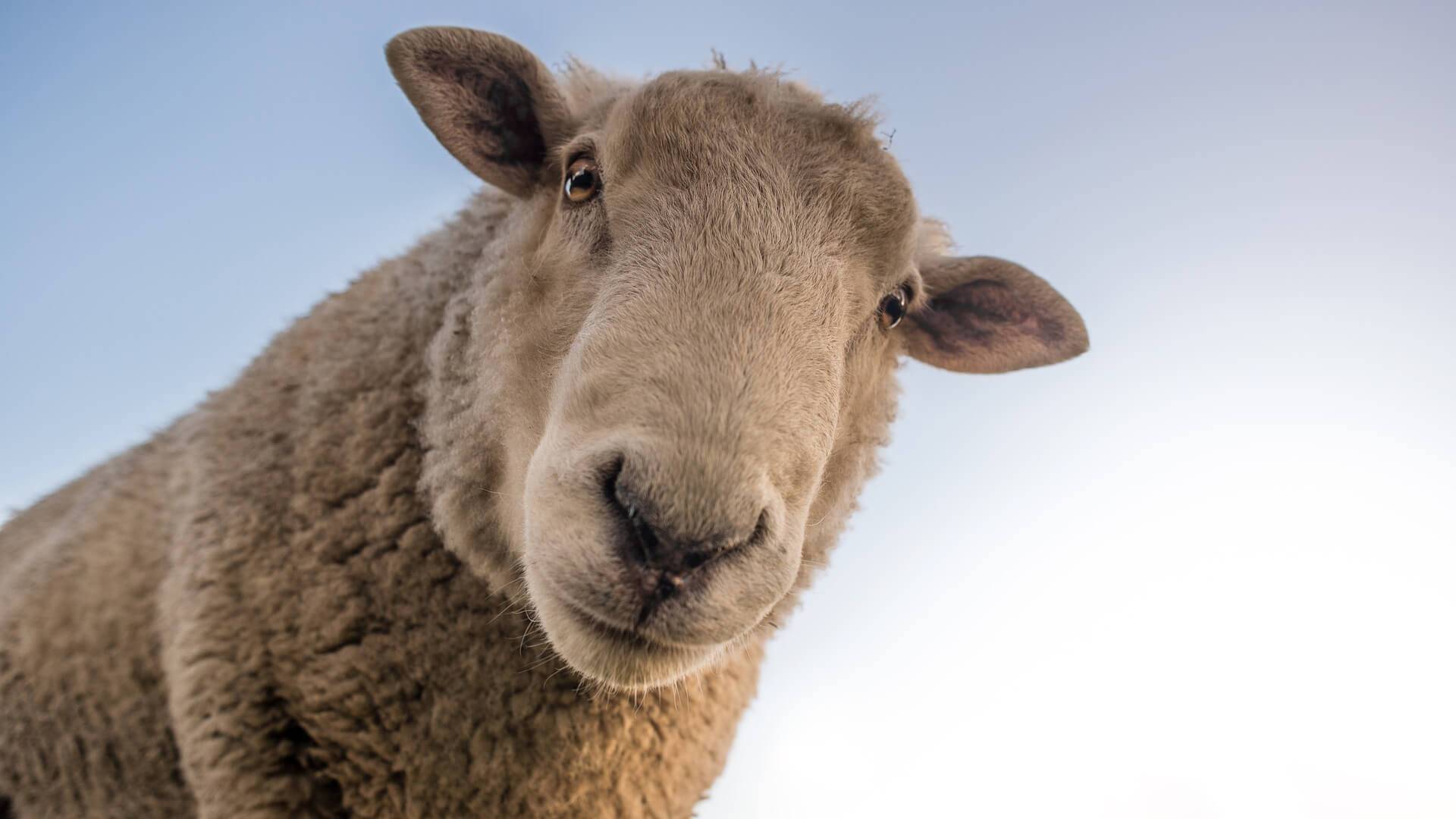 Овцы мериносы: обзор шерстных пород