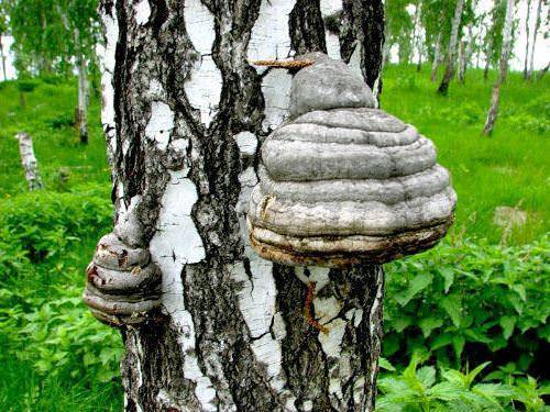 Чага (гриб) — википедия