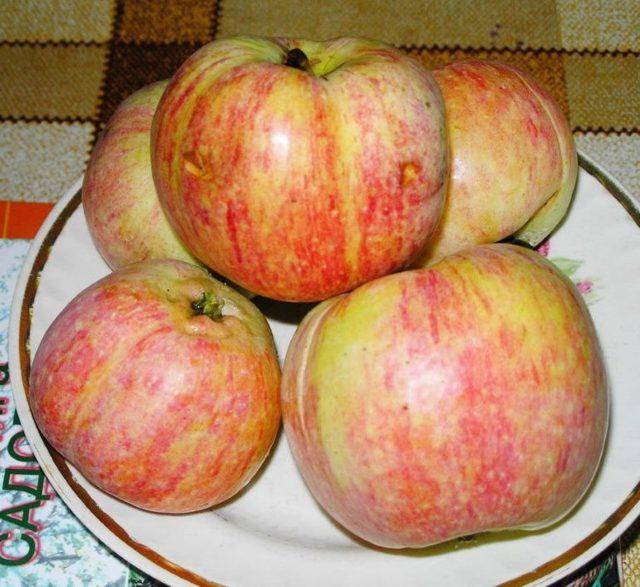 Характеристика яблони сорта конфетное и агротехника выращивания