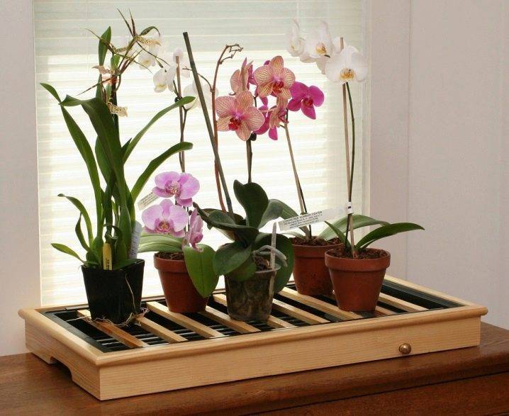 Как часто поливать орхидею в домашних условиях, когда и сколько раз в неделю (в месяц) можно и нужно увлажнять растение: все о режиме полива