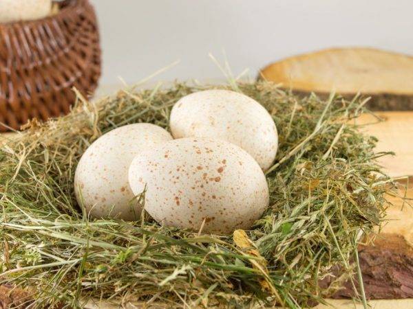 Почему мы не едим индюшиные яйца