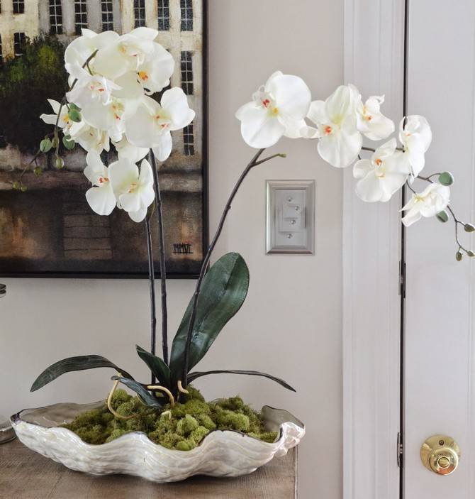 Уход за орхидеями в горшке в домашних условиях: как поливать купленную и комнатную, фото и видео от специалистов