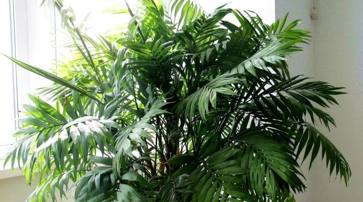 Бамбук в домашних условиях — посадка, выращивание и уход за комнатным бамбуком - огород, сад, балкон - медиаплатформа миртесен