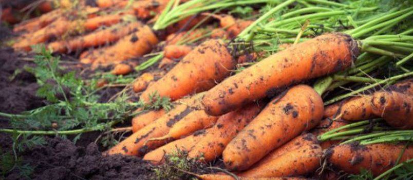 Перечень эффективных способов, как сохранить морковь на зиму в домашних условиях, если нет погреба