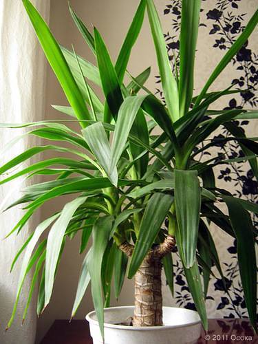 Пальма «Юкка»: уход и выращивание в домашних условиях
