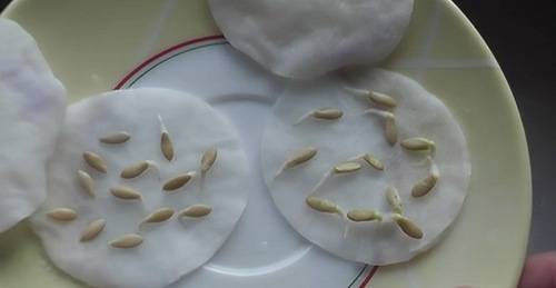 Как подготовить семена огурцов к посадке в открытый грунт и теплицу
