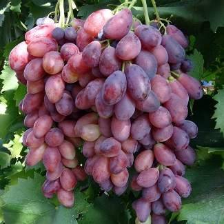 Выращивание винограда богема | топ сад