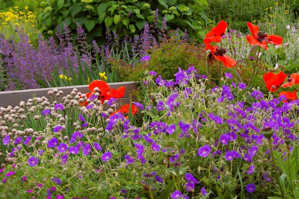 Как и когда высаживать цветы многолетники в открытый грунт | советы садоводам