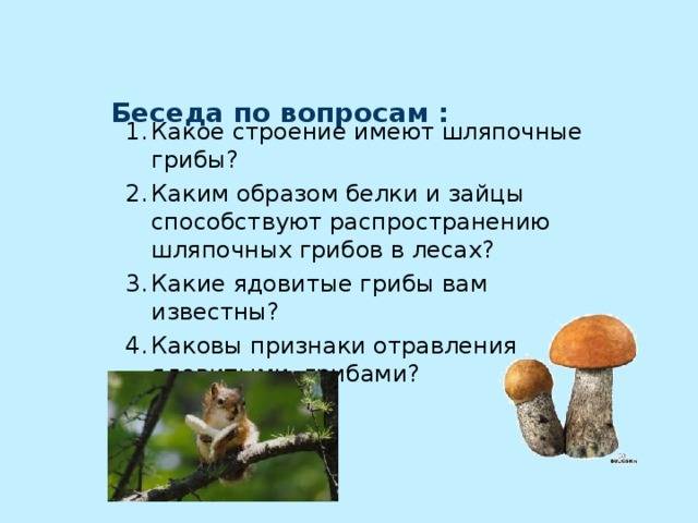 Плесневые грибы и дрожжи: как это использует человек — selok.info