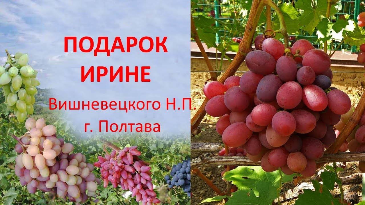 Виноград рубиновый юбилей - особенности ухода и посадки