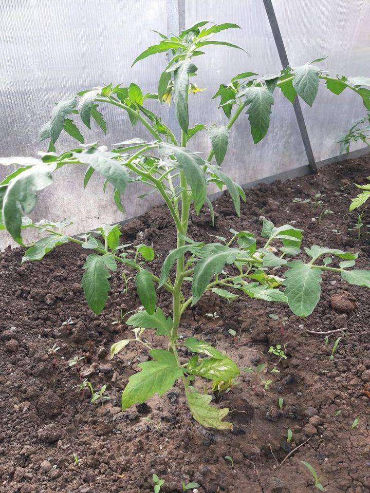 Как правильно сажать помидоры в открытый грунт, фото / правильный уход за рассадой томатов, видео