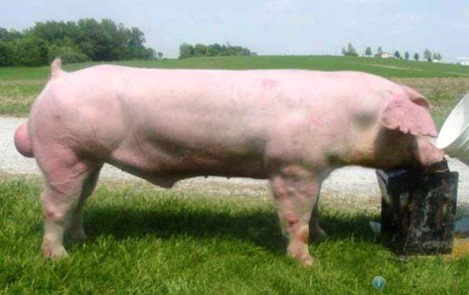 Наиболее продуктивные породы свиней мясного направления