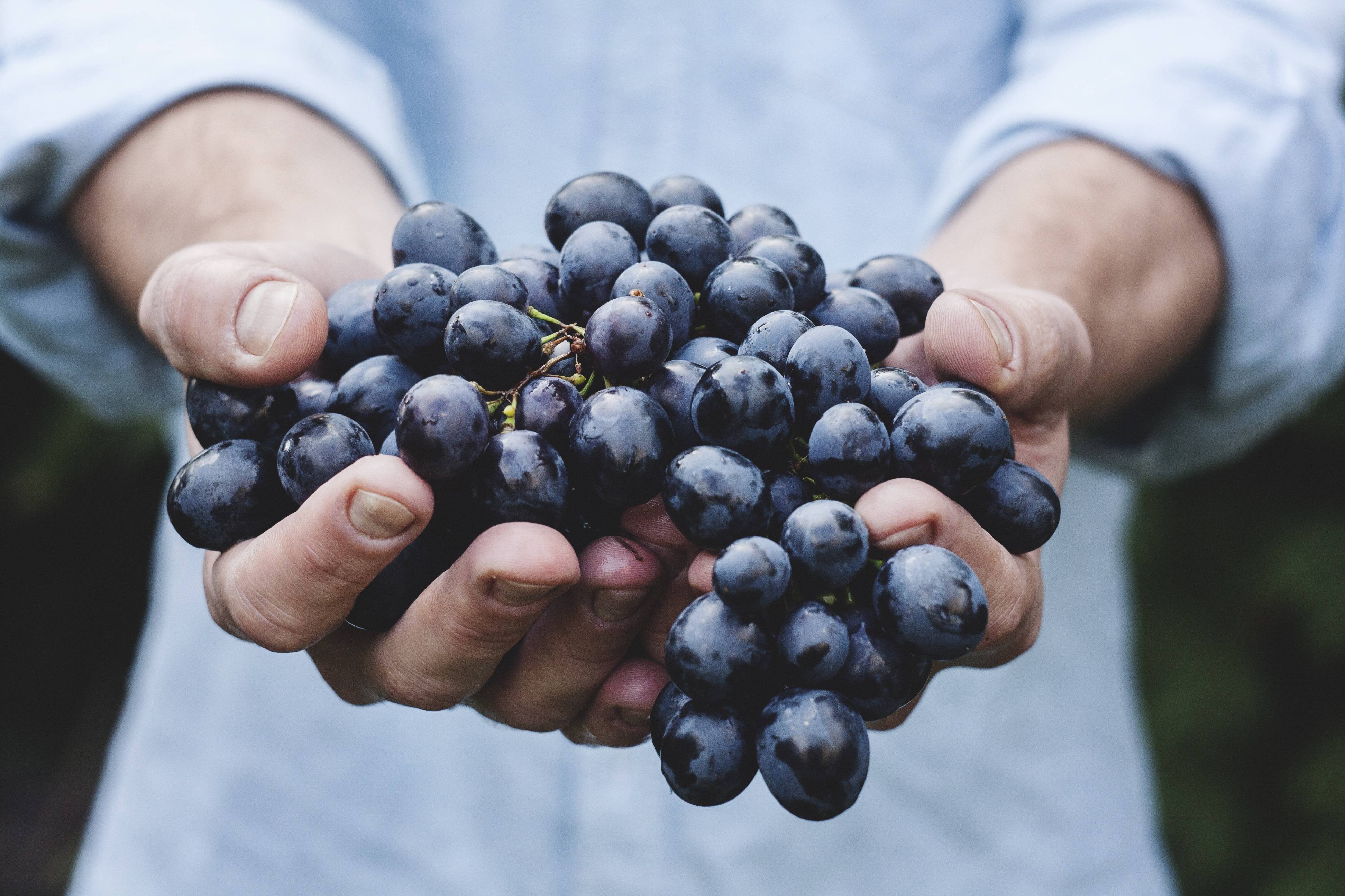 Черный виноград: полезные свойства, вред и противопоказания