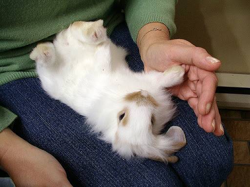 Как приучить кролика к лотку: пошаговая инструкция, советы и рекомендации