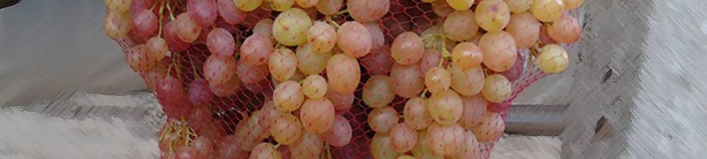 Виноград «Велес»: описание сорта, фото, отзывы