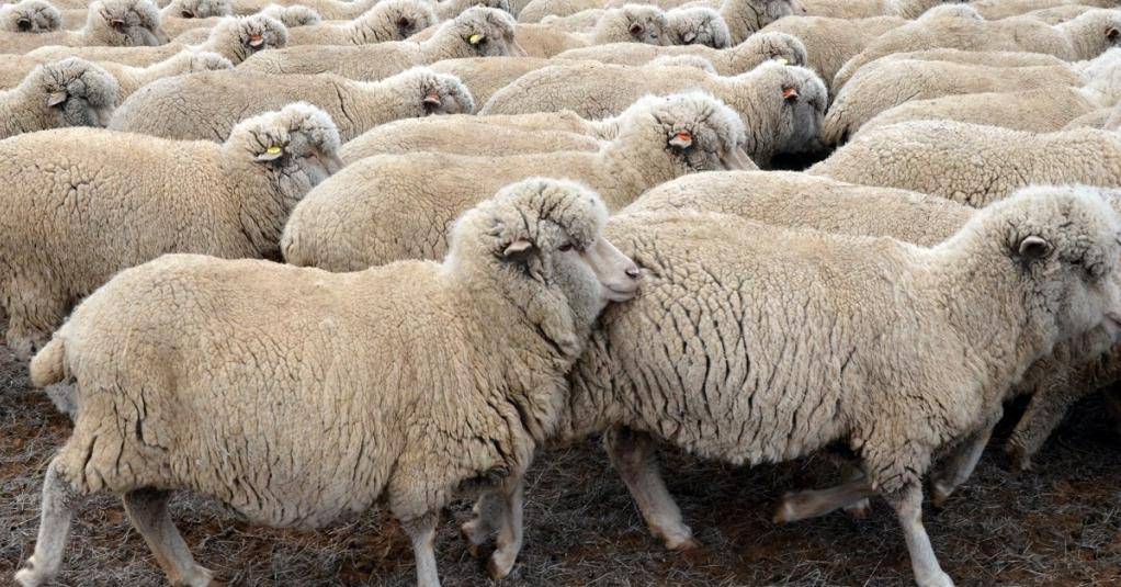 Порода тонкорунных овец: характеристика, описание, фото