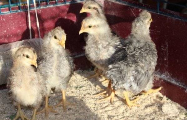 Чем кормить цыплят с первых дней жизни и до взросления в домашних условиях?