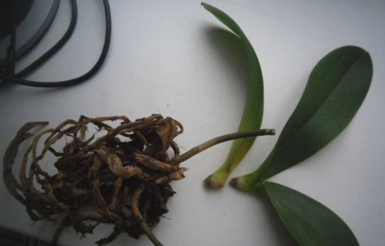 Как реанимировать орхидею, если сгнили корни: почему это происходит и как спасти и что поэтапно делать, если вся система питания у купленного растения повреждена? selo.guru — интернет портал о сельском хозяйстве