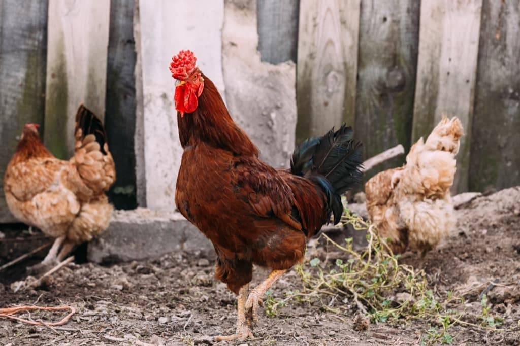 Как петух оплодотворяет курицу — распишем по порядку